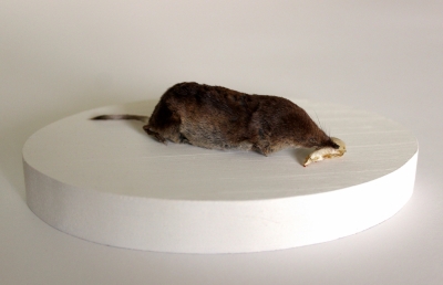 Shrew taxidermy