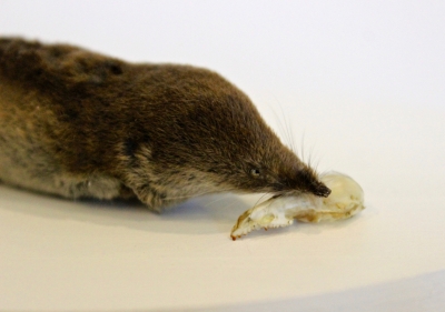 Shrew taxidermy