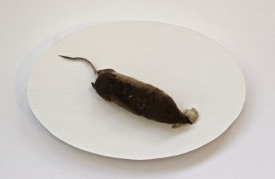 Shrew taxidermy